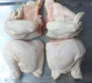 AYAM BROILER