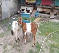 Bibit Kambing Betina