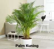 Tanaman Hias Palm Kuning