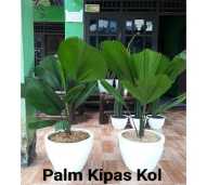 Tanaman Hias Palm Kipas Kol