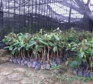 Seedling Buah Durian