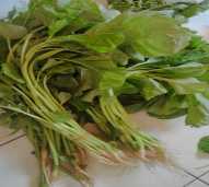 Sayur bayam