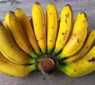 Buah pisang raja