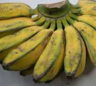 Buah pisang kepok