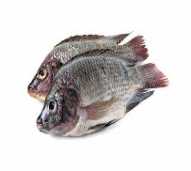 IKAN NILA