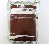 Mikoriza