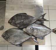 ikan bawal segar