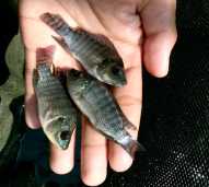 Bibit Ikan Nila Hitam