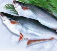 Ikan Patin