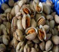 kerang dara